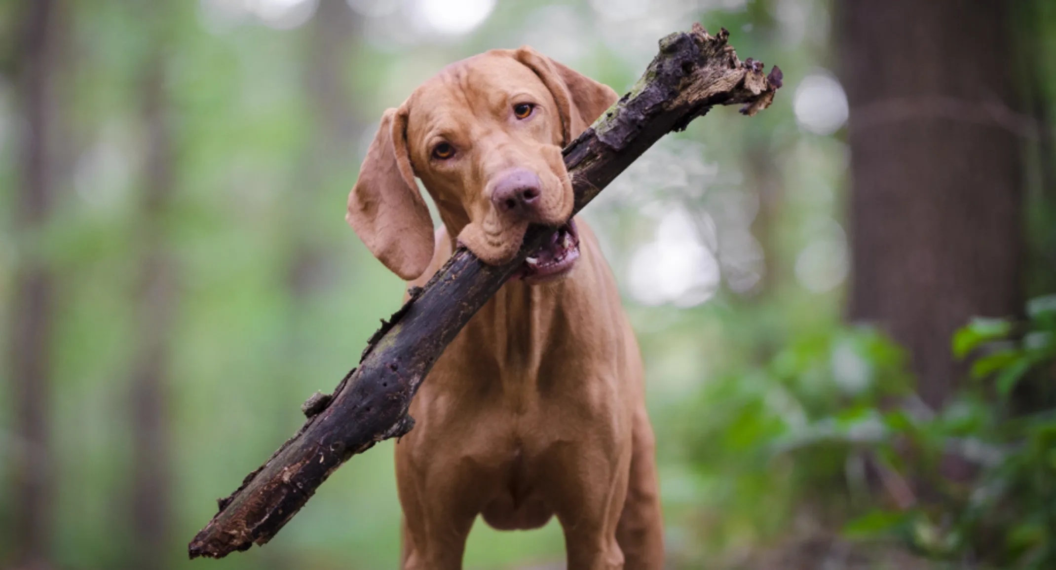 Dog with Stick in Forest